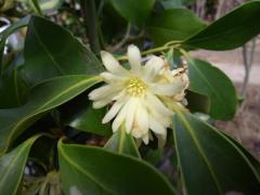 �I�����t�V�L�~