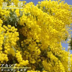 �M�����E�A�J�V�A �y�S�[���f���~���U�z �~���U�A�J�V�A ���A��