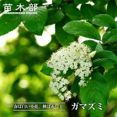 �K�}�Y�~ �}���� 3.5���|�b�g�c �y���̖؃V���[�Y�z