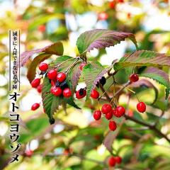 �I�g�R���E�]�� 3.5���|�b�g�c �y���̖؃V���[�Y�z