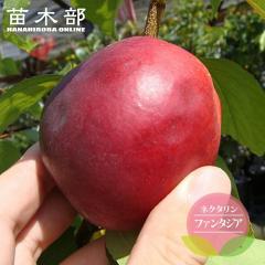 �� �c�� �l�N�^���� �y�t�@���^�W�A�z 1�N���ږؕc