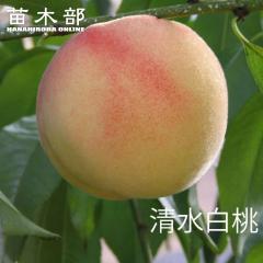 �� �c�� �y���������z 1�N���ږؕc