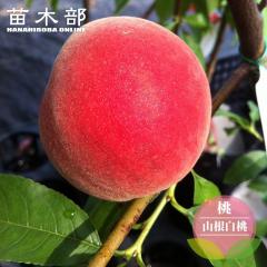 �� �c�� �y�R�������z 1�N���ږؕc