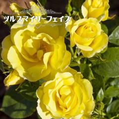 ��o�� �y��X�}�C���[�t�F�C�X�z 2�N����c �o�^�i��E�i��o�^