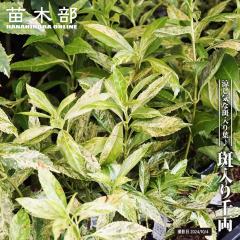 ������痼 4���|�b�g�c