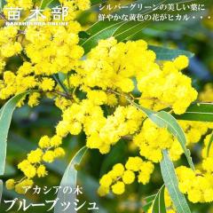 �A�J�V�A�̖� �y�u���[�u�b�V���z 4���|�b�g�c