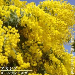 �M�����E�A�J�V�A �y�S�[���f���~���U�z �i�~���U�A�J�V�A�j 3.5���|�b�g�c