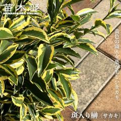 �y������T�J�L�z �������c