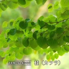 �j�i�J�c���j 3.5���|�b�g�c �y���̖؃V���[�Y�z