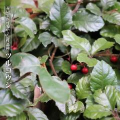 �c���R�E�W 3�� �|�b�g�c