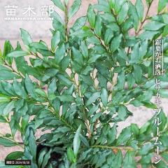 �q�T�J�L �y�u���[���[���z 5���|�b�g�c