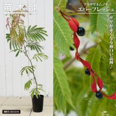 �A�J�T���l���m�L �G�o�[�t���b�V�� 5���|�b�g�c