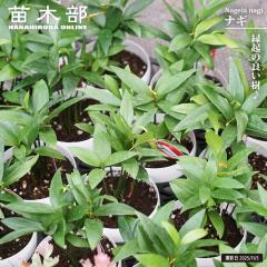 �i�M 3�������c