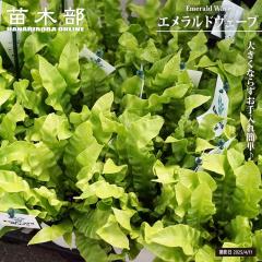 �A�X�v���j�E�� �y�G�������h�E�F�[�u�z 4�����A�� �i���� or �����j