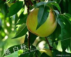 �� �c�� �y���H�z 1�N���ږؕc �o�^�i��E�i��o�^