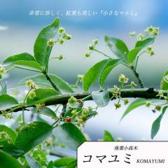 �R�}���~ �R�і� (���}�j�V�L�M) �c�� �y���̖؃V���[�Y�z