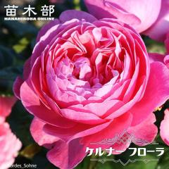 �l�G�炫��o�� �y�P���i�[�t���[���z 2�N����c