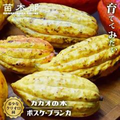 �J�J�I �y�N���I���� �{�X�P�E�u�����J�z 1�N�������c 3���|�b�g