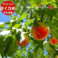 �� �c�� �y�����Ђ߁z 1�N���ږؕc