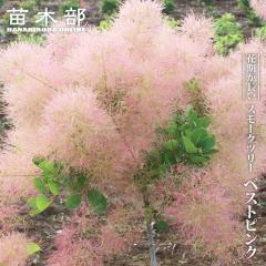 柚子 苗木 【獅子柚子 （鬼柚子）】 1年生接木苗 シシユズ オニユズの