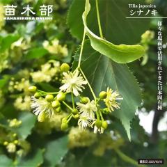 �V�i�m�L 3.5���|�b�g�c �y���̖؃V���[�Y�z