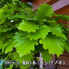 ���̖� �i �J�V���m�L �j 3.5���|�b�g�c �y���̖؃V���[�Y�z
