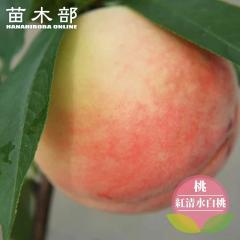 �� �c�� �y�g���������z 1�N���ږؕc
