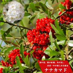 �i�i�J�}�h �i�ȂȂ��܂ǁj �|�b�g�c �y���̖؃V���[�Y�z