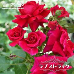 �l�G�炫��o�� �y���u�X�g���b�N�z 2�N����c 6���|�b�g