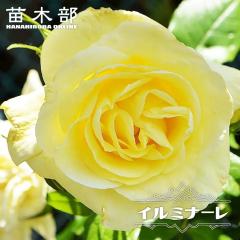 ��o�� �y�C���~�i�[���z 2�N����c 6���|�b�g