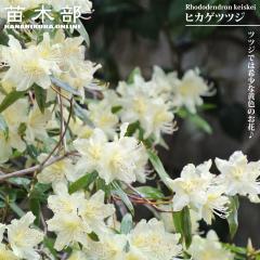 �q�J�Q�c�c�W �y���̖؃V���[�Y�z 6�����A��