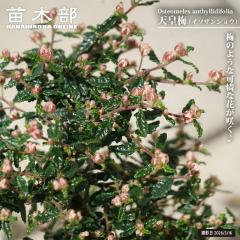 �ԉ�� �e���m�E�o�C�i�V�c�~�j 4���|�b�g�c