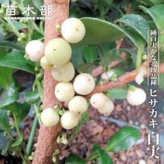 �q�T�J�L �y�����z 3.5���|�b�g�c �y�n�i�q���o�����[�z