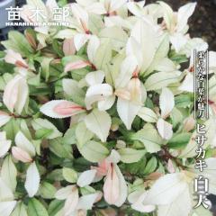 �q�T�J�L �y���V�z 3.5���|�b�g�c �y�n�i�q���o�����[�z