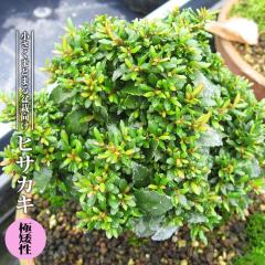 �q�T�J�L �y���␫�z 3.5���|�b�g�c �y�n�i�q���o�����[�z