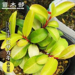 �q�T�J�L �y�����t�z 3.5���|�b�g�c �y�n�i�q���o�����[�z