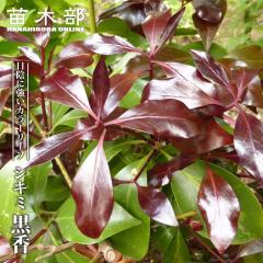 �V�L�~ ���� 3.5���|�b�g�c �y�n�i�q���o�����[�z