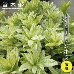 �V�L�~ �i�C���V���E�� �j�U�� �E�F�b�v�o���G�K�[�^ 3.5���|�b�g�c �y�n�i�q���o�����[�z