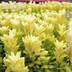 �y�n�i�q���o�����[�z �V�L�~ �i�C���V���E���j �t�����_�T���V���C�� 3.5���|�b�g�c �}����