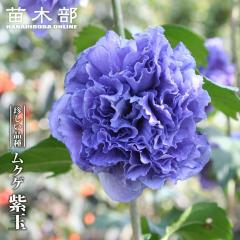 ブルージェイ】 ノーザンハイブッシュ系 2年生挿木苗 ブルーベリー苗木