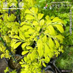 �y���E�[���P���L�z �ږ� 6���|�b�g�c