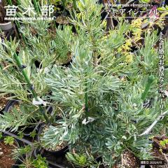 �}�L �y�A�C�V�[�u���[�z �ږ� 6���|�b�g�c �|�h�J���v�X �d�D