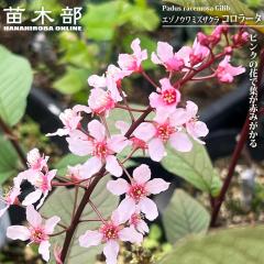 �G�]�m�E���~�Y�U�N�� �y�R�����[�^ �i�s���N�j�z �ږ� 6���|�b�g�c