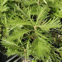 �y�n�S�����J�V�� �i�N�W���N�K�V���j�z �ږ� 6���|�b�g�c