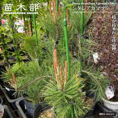 �A�J�}�c �y�V�_���A�J�}�c�z �ږ� 6���|�b�g�c