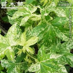 ���~�W�o�t�E �y�t���X�e�B�z �ږ� 6���|�b�g�c