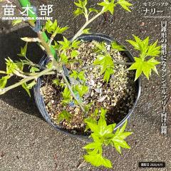 ���~�W�o�t�E �y�i���[�z �ږ� 6���|�b�g�c