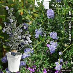 �Z�A�m�T�X �y�J���t�H���j�A ���C���b�N�z 3.5�������A��