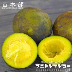 �y�u�j�g���}���S�[�z ���� 3���|�b�g�c