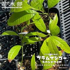 �v�����}���S�[ �y���E���h�^�C�v�z ���� 3���|�b�g�c
